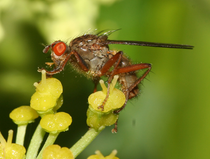 Scathophaga suilla (Diptera, Scathophagidae)